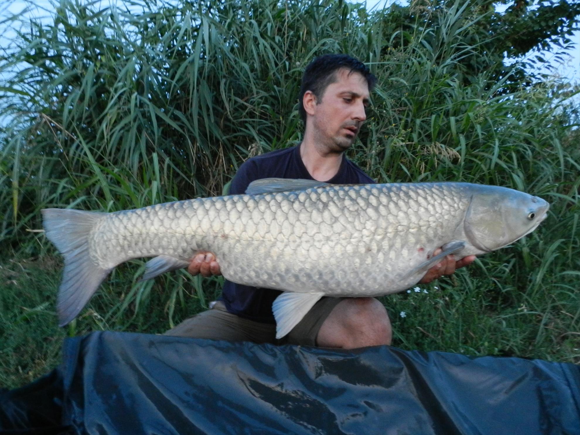 2015/iulie capturi - dscn4029.JPG